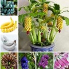 Fresh 100PCS Dwarf Banana Seeds Mixed Varieties