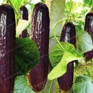 Fresh 20PCS Purple Black Japanese Long Cucumber Seeds