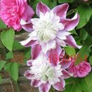 Fresh 100PCS Clematis Seeds Light Puple White Edge with White Double Centre Flowers