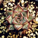 Fresh 100PCS Echeveria Purpusorum Seeds Fresh Ones