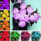 Fresh 10PCS Peony Flowers Seeds Double Petals Mixed