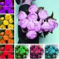 Fresh 10PCS Peony Flowers Seeds Double Petals Mixed