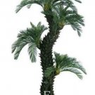 Fresh 10PCS Dracaena Seeds