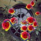Fresh 100PCS Hybrid Rainbow Rose Seeds
