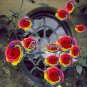 Fresh 100PCS Hybrid Rainbow Rose Seeds