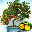 Fresh 30PCS Mini Orange Tree Seeds