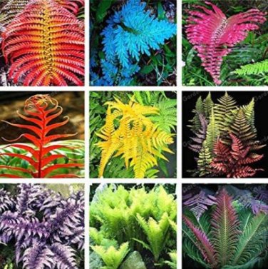 Fresh 100PCS Japanese Creeper Boston Fern Seeds Mixed 9 Types