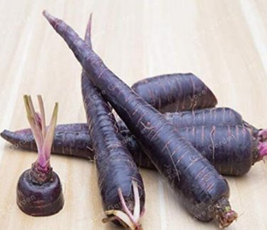 Fresh 100PCS Purple Dragon Carrot Seeds