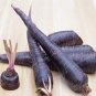 Fresh 100PCS Purple Dragon Carrot Seeds