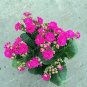 Fresh 100PCS Kalanchoe Longevity Flower Seeds Rose Red Flowers
