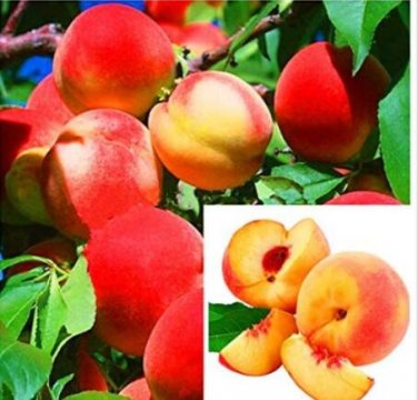 Fresh 10PCS Sweet Peach Flores Seeds