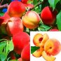 Fresh 10PCS Sweet Peach Flores Seeds