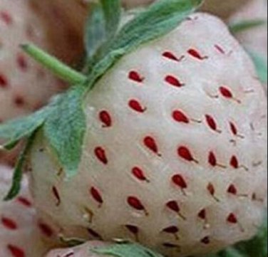 Fresh 300PCS Rare White Strawberry Pineberry Fruit Seeds