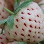 Fresh 300PCS Rare White Strawberry Pineberry Fruit Seeds