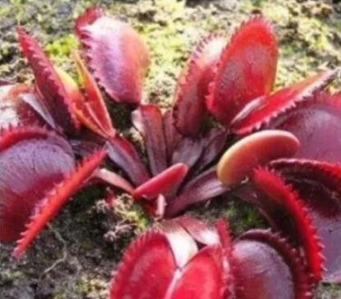 Fresh 100PCS Dionaea muscipula Seeds Red Color