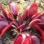 Fresh 100PCS Dionaea muscipula Seeds Red Color