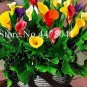 Fresh 200PCS Rainbow Calla Lily Flower Seeds Colorful Flowers