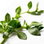 Fresh 100PCS Mesembryanthemum Crystallinum Seeds Hybrid F1