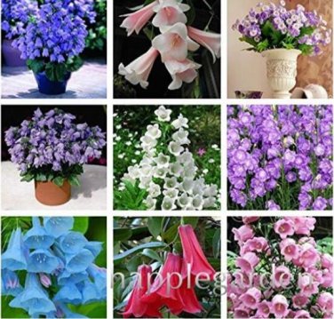 Fresh Bellflower Flower Seeds Mixed