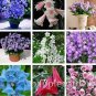 Fresh Bellflower Flower Seeds Mixed