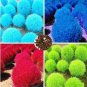 Fresh 500PCS Kochia scoparia Seeds Mixed 5 Colors