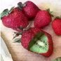 Fresh 300PCS hailand Strawberry ‘Kiwi’ Seed Organic Sweet Fruit