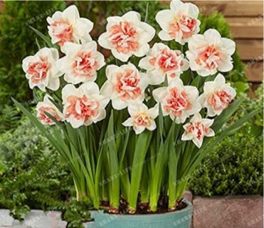 Fresh 100PCS Narcissus Daffodil Flowers Seeds Milky White with Light Red Centre