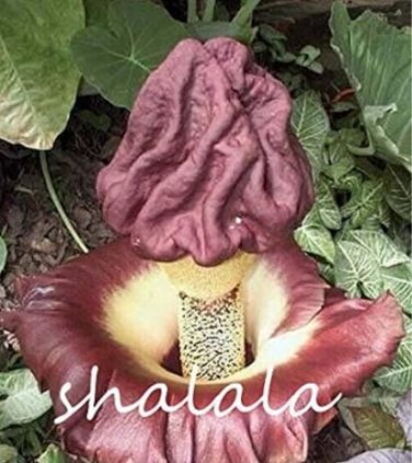 Fresh 50PCS Corpse Flowers The Titan Arum Seeds Coffee Color