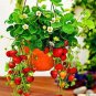 Fresh 300PCS Climbing Red Strawberry Seeds Big Delicious
