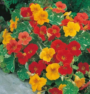 Fresh 25 Alaska Mix Nasturtium Seeds