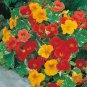 Fresh 25 Alaska Mix Nasturtium Seeds