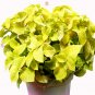 Fresh 100PCS Coleus Blumei Seeds Yellow Color
