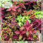 Fresh 1 Gram (approx 3750 Seeds) Coleus Blumei Mixed Seeds