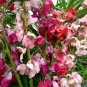 Fresh 50PCS Impatiens balsamina Seeds Mixed Colors Single Petals