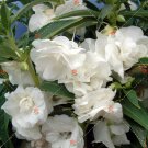 Fresh 50PCS Camellia impatiens Seeds White Double Flowers