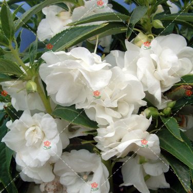 Fresh 50PCS Camellia impatiens Seeds White Double Flowers