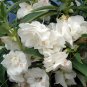 Fresh 50PCS Camellia impatiens Seeds White Double Flowers