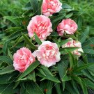 Fresh 50PCS Camellia impatiens Seeds Pink Double Flowers
