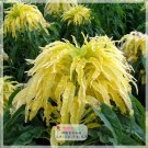 Fresh 200PCS Amaranthus Tricolor Seeds (Bright Yellow Green)