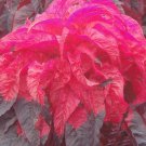 Fresh 200PCS Amaranthus Tricolor Seeds Tri color (Dark Red)
