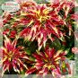 Fresh 200PCS Amaranthus Tricolor Seeds Tri color (Red Yellow Green)