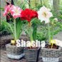 Fresh 100PCS Mixed Amaryllis Seeds Red White Pinkish White Mix Colors