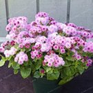 Fresh 100PCS Ageratum Conyzoides Flowers Seeds Rose Red Pink 2 IN 1 Colors Flowers
