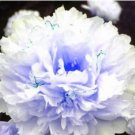 Fresh 20PCS Peony Flowers Seeds White Damask with Light Blue Centre Double Flowers
