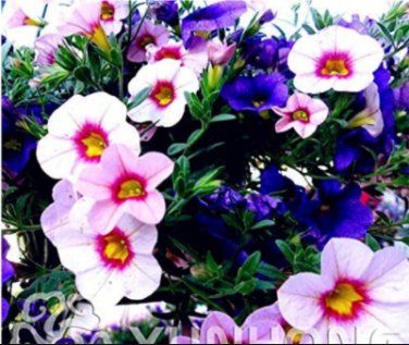 Fresh 100PCS Mini Calibrchoa Million Bells Petunia Seeds