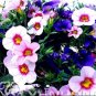 Fresh 100PCS Mini Calibrchoa Million Bells Petunia Seeds