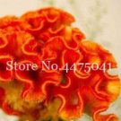 Fresh 300PCS Cockscomb Flowers Seeds Dark Orange Color