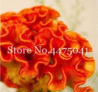 Fresh 300PCS Cockscomb Flowers Seeds Dark Orange Color