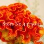 Fresh 300PCS Cockscomb Flowers Seeds Dark Orange Color