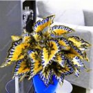 Fresh 100PCS Japanese Coleus Seeds